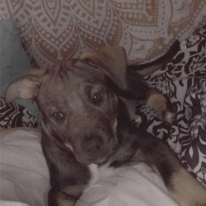 Meet your Posher, Cassidy